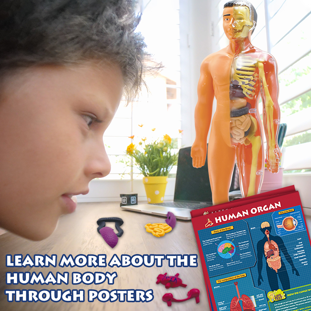 Educational Kids Games Human Body Model 3D Organ Montessori Puzzle Human Body Anatomy Model Kids Learning Assembled Toy
