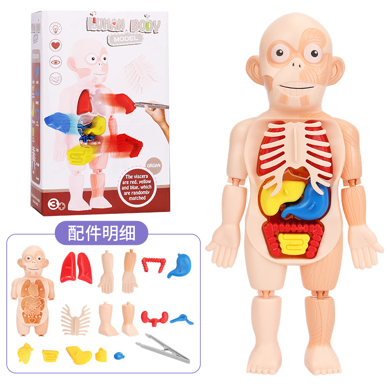Non-Toxic PVC Science Education Human Organ Model Toys Detachable Parts Clear Structure Help Learn Anatomy for Kids Students School Home Use