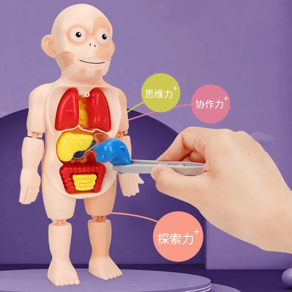 Non-Toxic PVC Science Education Human Organ Model Toys Detachable Parts Clear Structure Help Learn Anatomy for Kids Students School Home Use