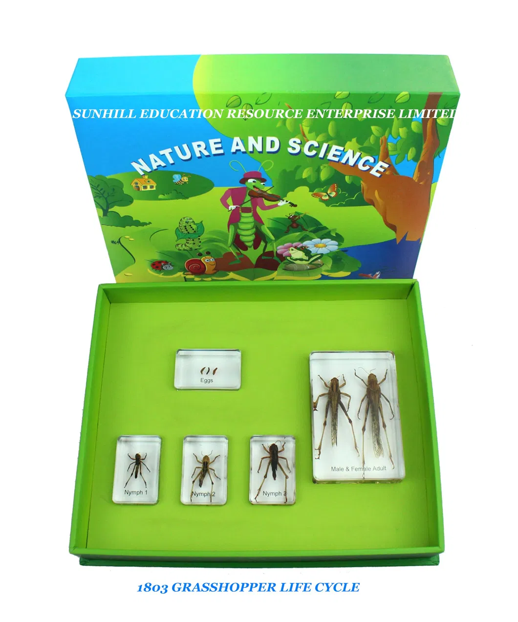 Kids Science Classroom and Educational Resin and Crystal Teaching Specimen