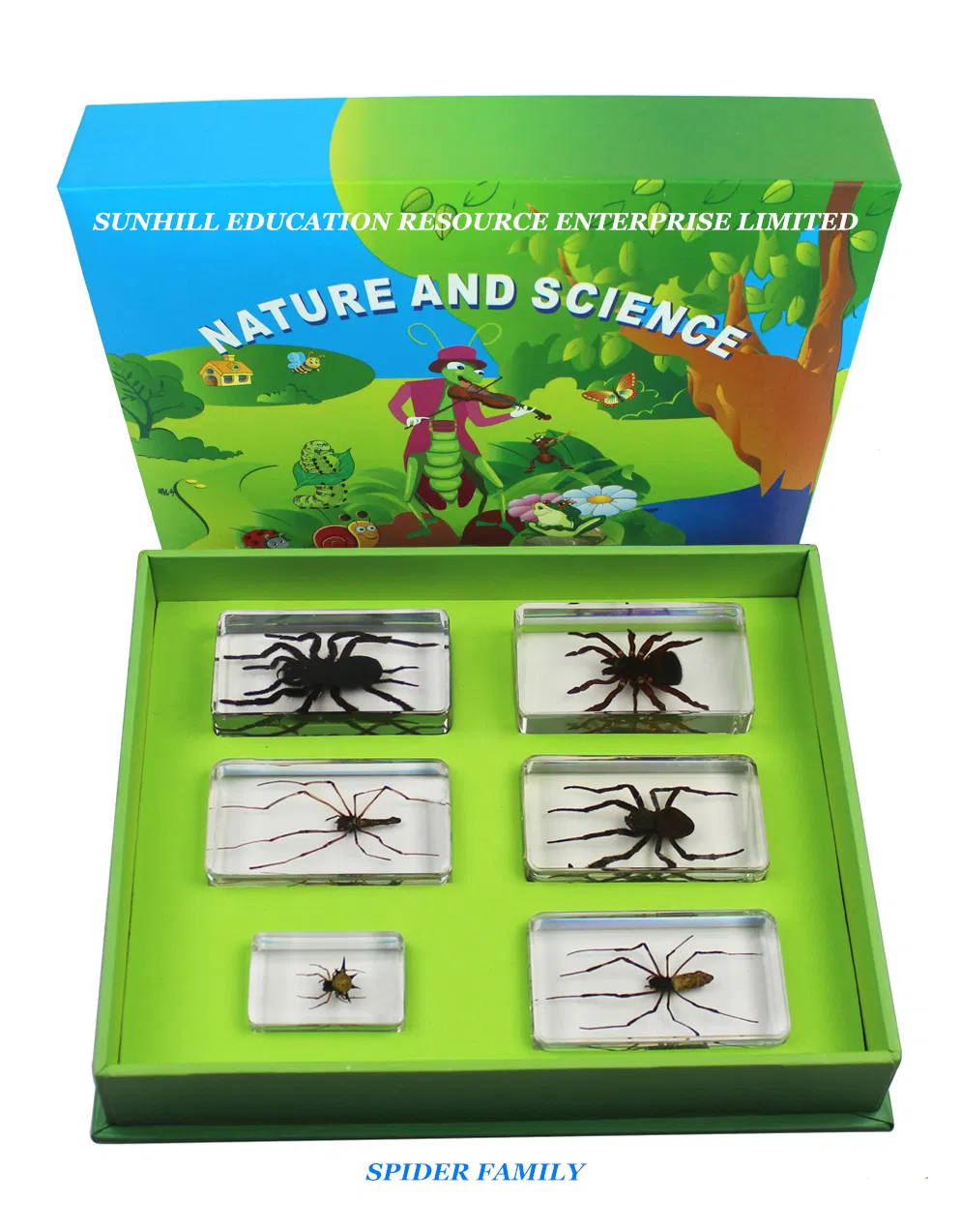 Children Toy, Nursery School Educational Science Learning Toy, Kids Classroom Education teaching Specimen for Kindergarten and Preschool-Chafer Beetle Set