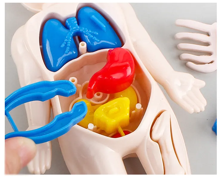 Human Organ Model Details 2