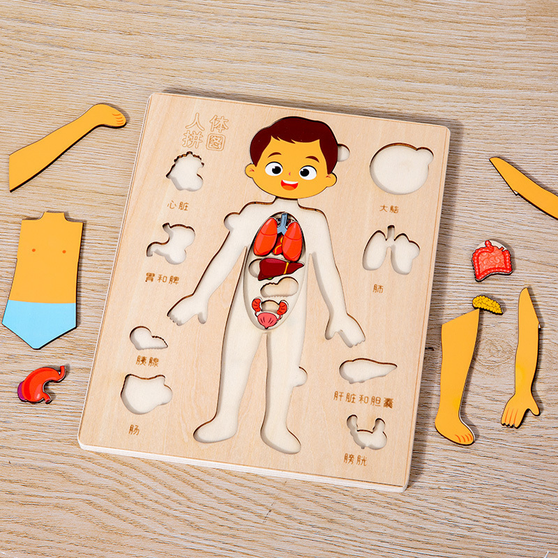 Children's Science Enlightenment Human Body Structure Puzzle Organ Anatomy Skeleton Cognition Early Education Body Organ Puzzle Toy