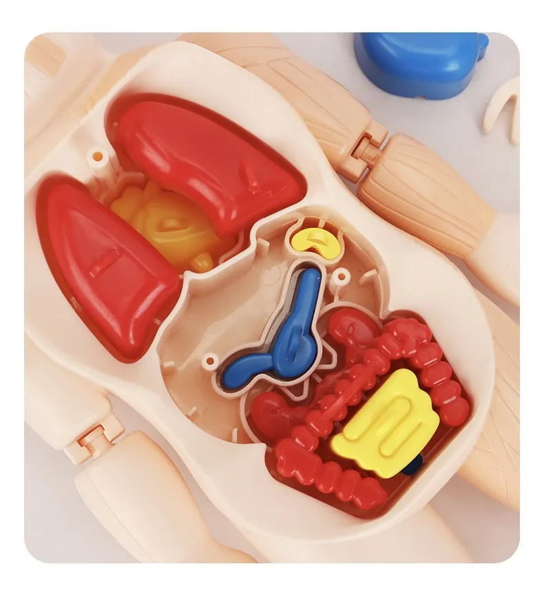 Human Organ Model 6