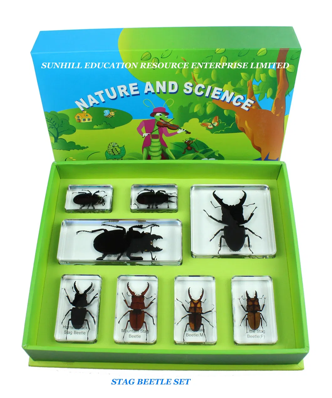 Children Toy, Nursery School Educational Science Learning Toy, Kids Classroom Education Teaching Specimen