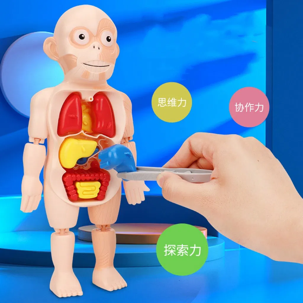 Non-Toxic PVC Science Education Human Organ Model Toys Detachable Parts Clear Structure Help Learn Anatomy for Kids Students School Home Use