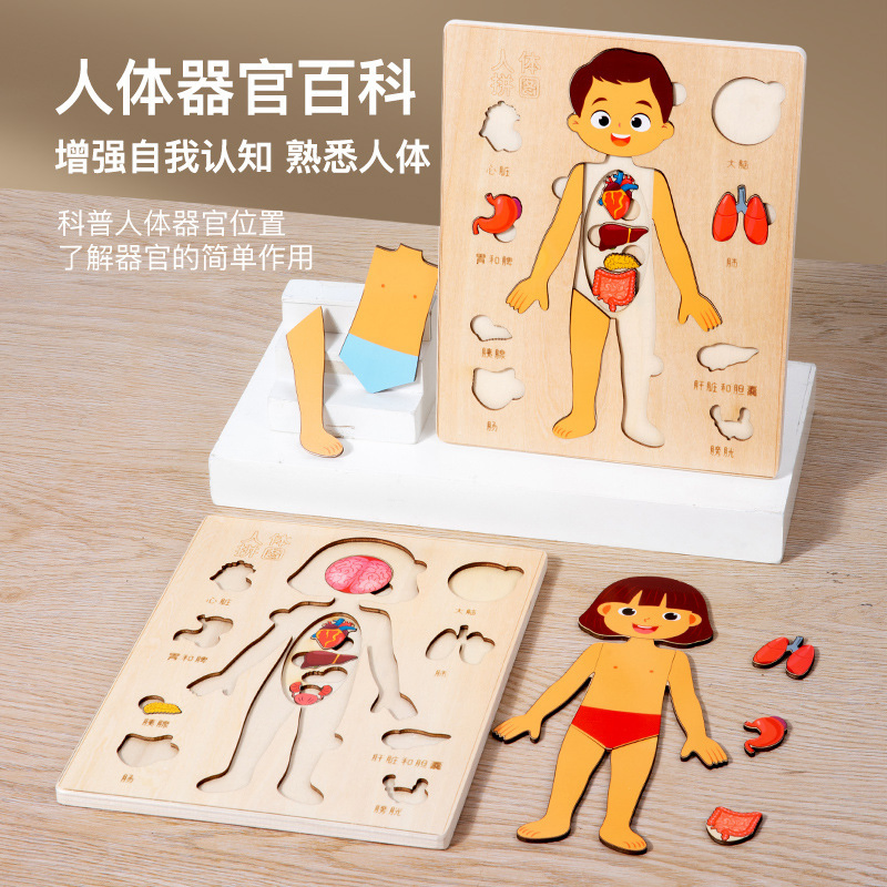 Children's Science Enlightenment Human Body Structure Puzzle Organ Anatomy Skeleton Cognition Early Education Body Organ Puzzle Toy