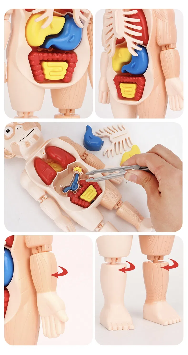 Human Organ Model 3