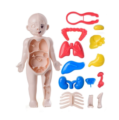 Human Organ Structure Model Science and Education Cognitive Toys for Kid