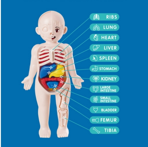 Human Organ Structure Model Science and Education Cognitive Toys for Kid