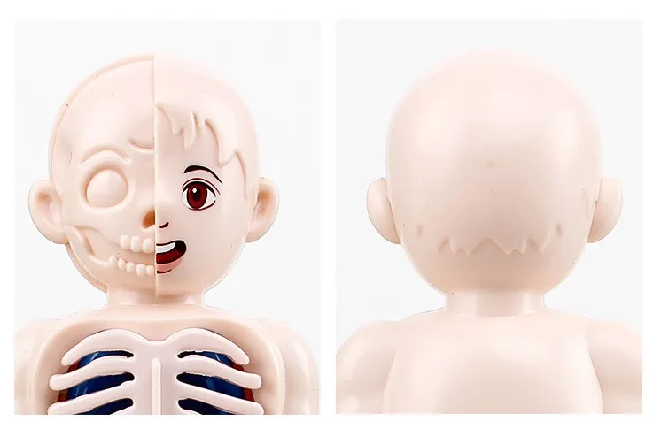 Human Organ Model Details 1