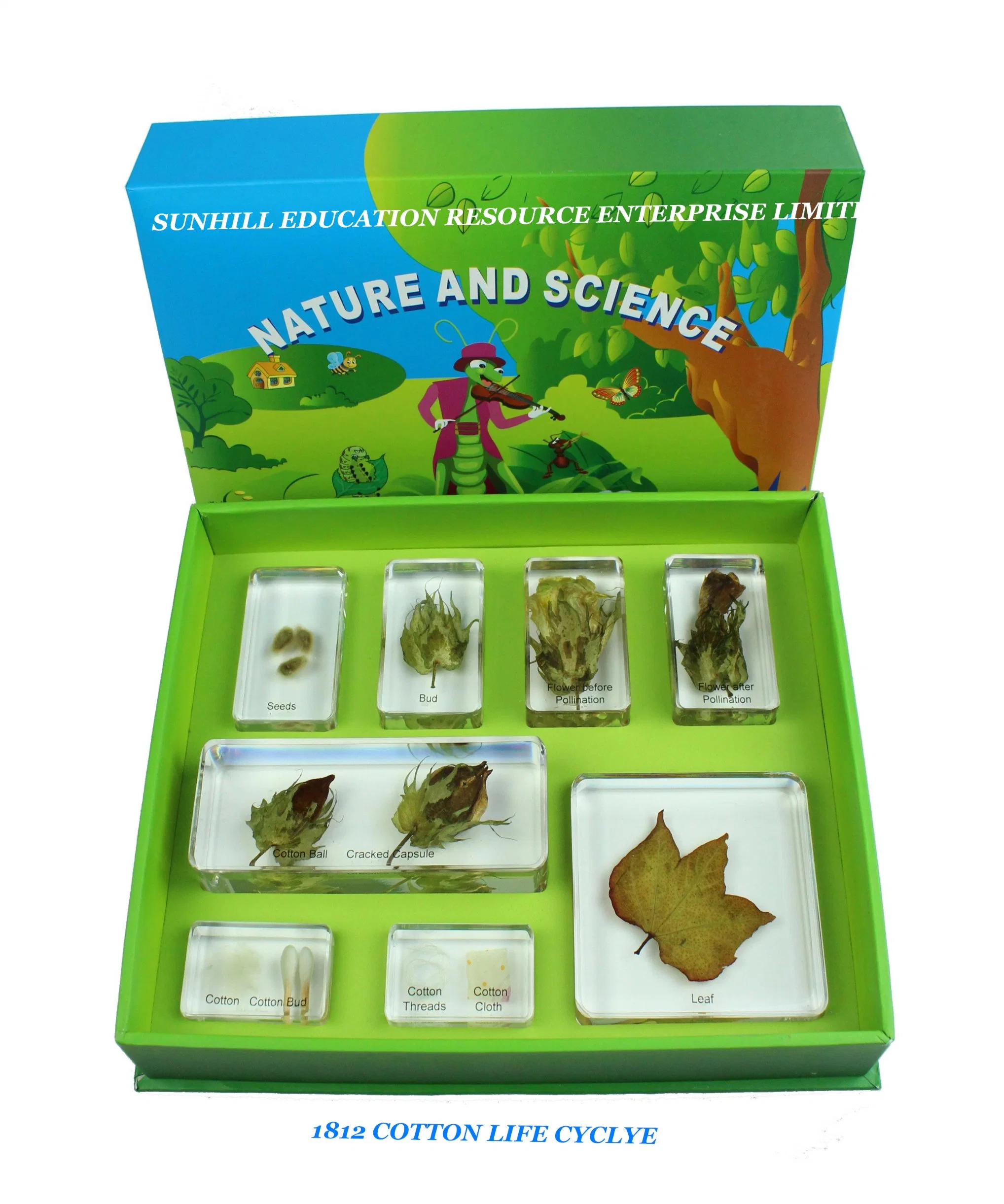 Children Toy, Educationa Science Learning Toy, Kids Classroom Educationteaching Specimen for Kindergarten and Preschool