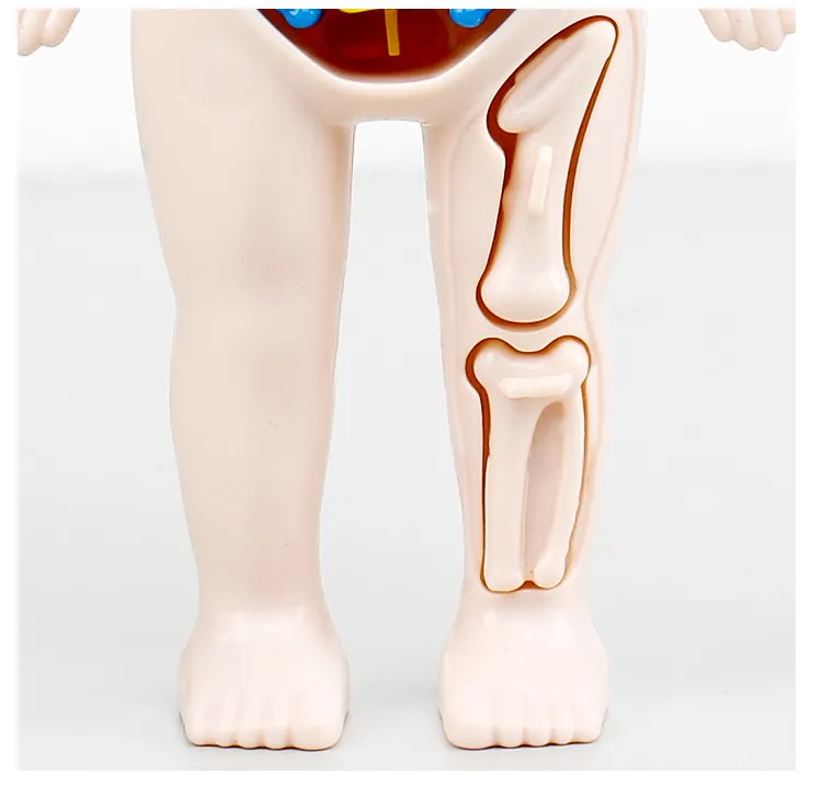 Human Organ Model Details 3