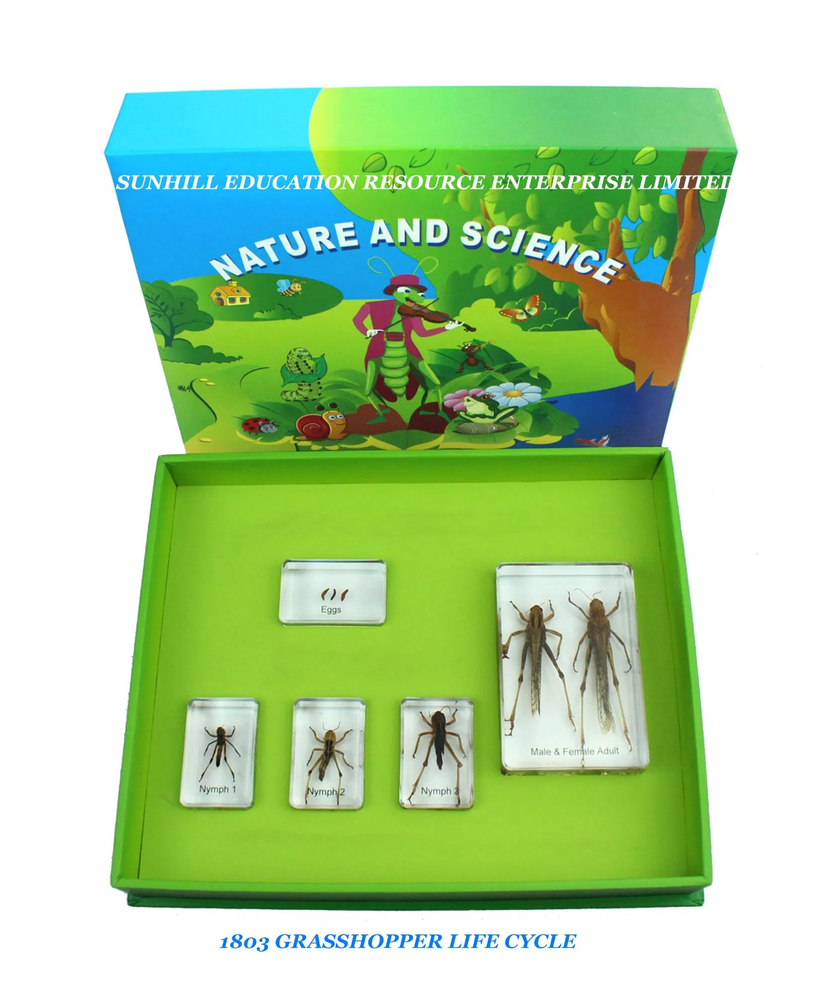 Kids Science Classroom and Educational Resin and Crystal Teaching Specimen for Kindergarten and Preschool, Nursery School, Educationa Science Learning Toy