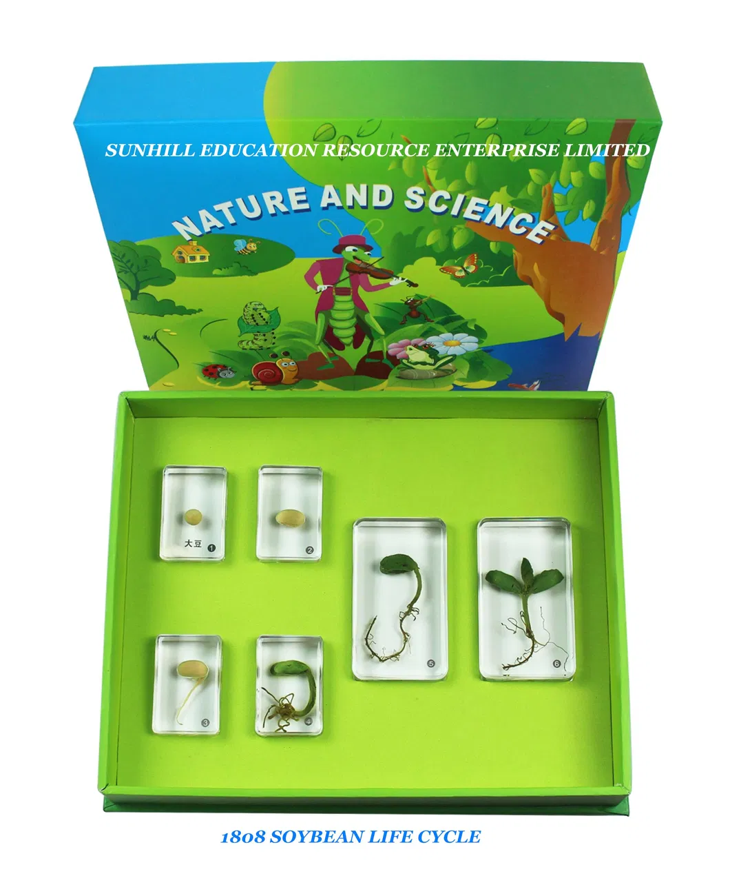 Children Toy, Educationa Science Learning Toy, Kids Classroom Educationteaching Specimen for Kindergarten and Preschool
