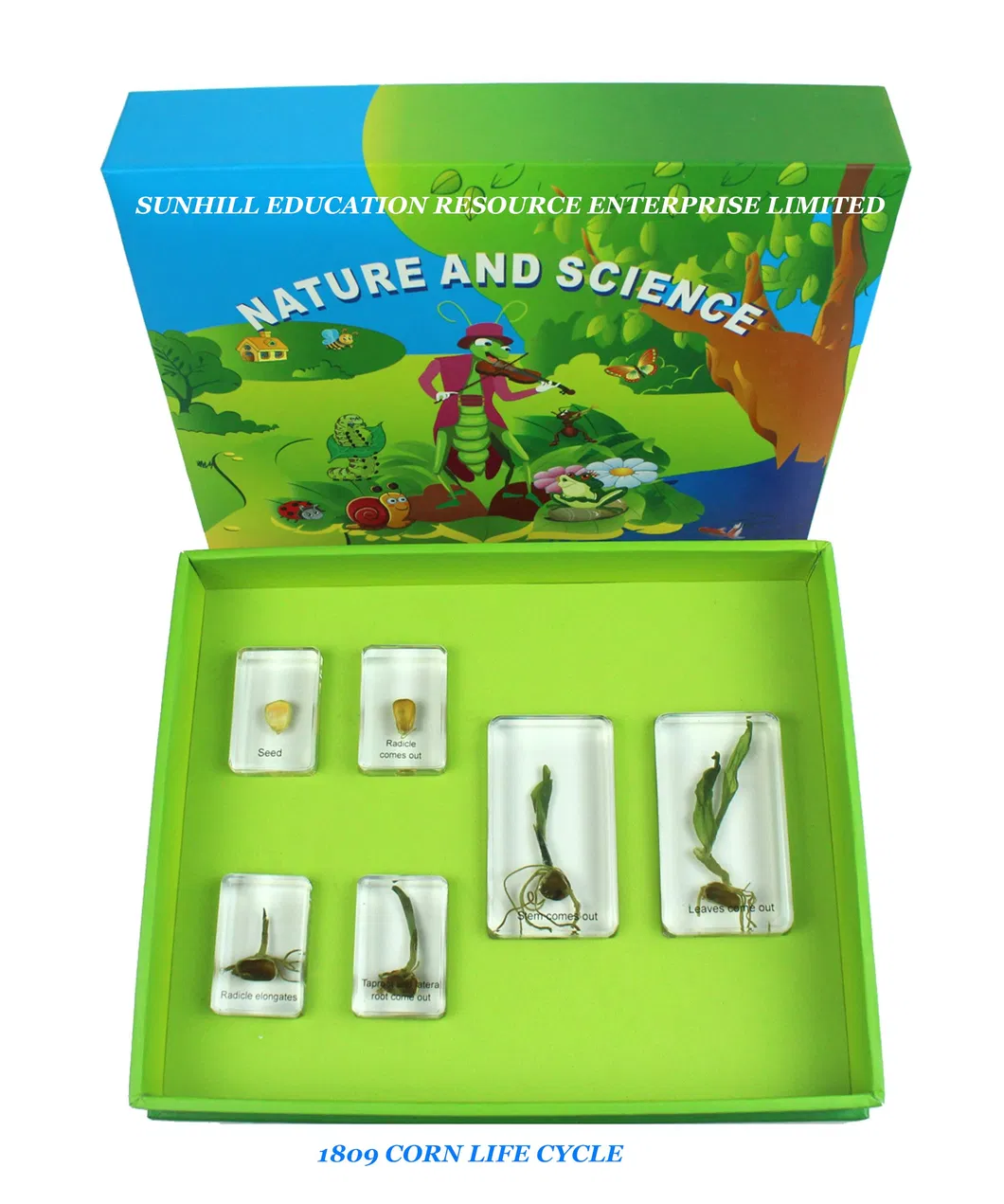 Nursery School Educationa Science Learning Toy, Kids Science Classroom and Educational Teaching Specimen for Kindergarten and Preschool, Children Toy