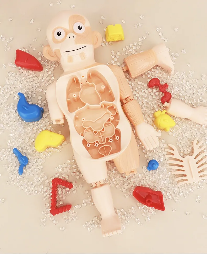 Human Organ Model 4