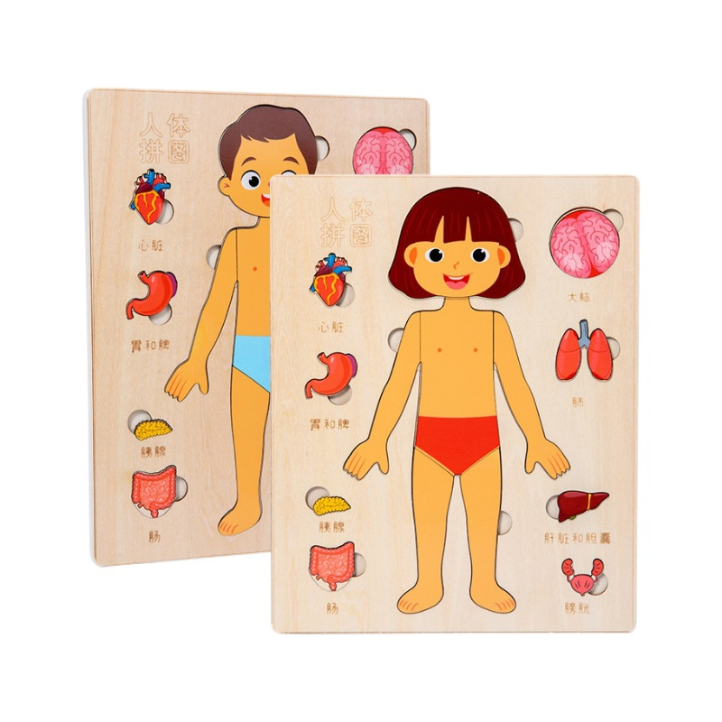Children's Science Enlightenment Human Body Structure Puzzle Organ Anatomy Skeleton Cognition Early Education Body Organ Puzzle Toy