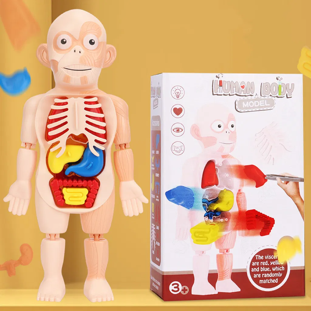 Human Organ Model 5