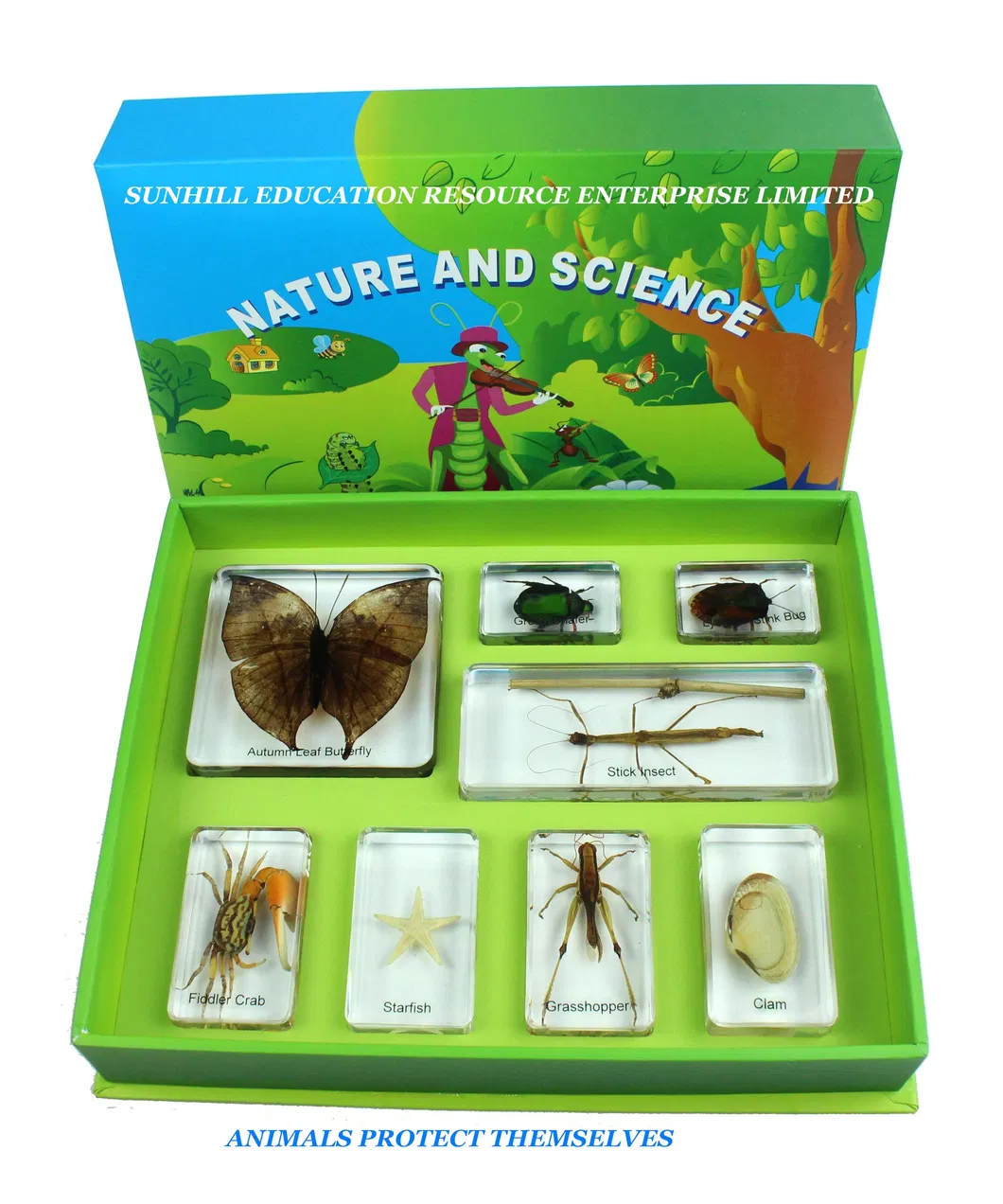 Kids Classroom Specimen for Kindergarten and Preschool, Children Toy, Nursery School Educational Science Learning Toy