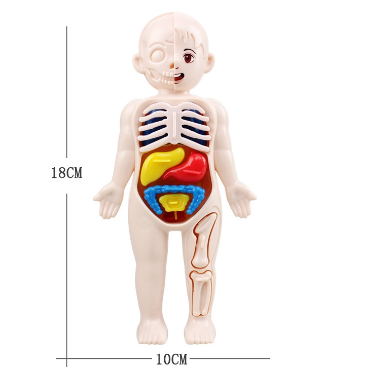 Human Organ Structure Model Science and Education Cognitive Toys for Kid