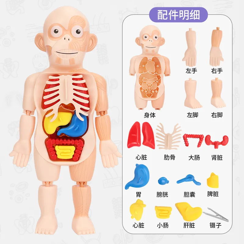 Human Organ Model 7