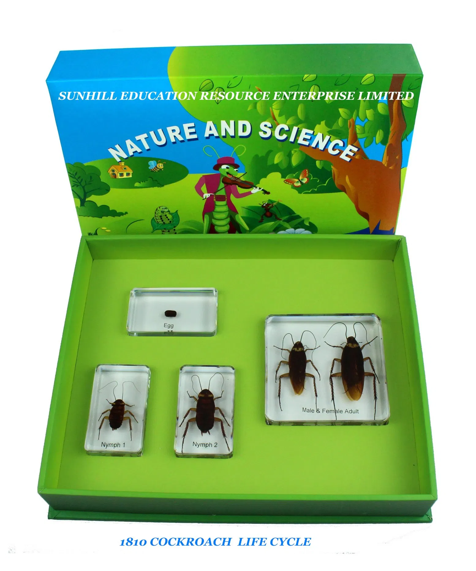 Children Toy, Educationa Science Learning Toy, Kids Classroom Educationteaching Specimen for Kindergarten and Preschool