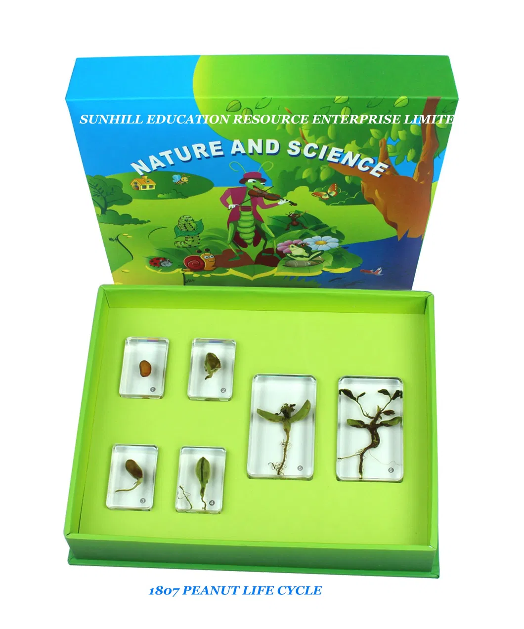 Hot Sales Educational Science Learning Toy, Kids Science Classroom and Educational Resin and Crystal Teaching Specimen for Kindergarten and Preschool