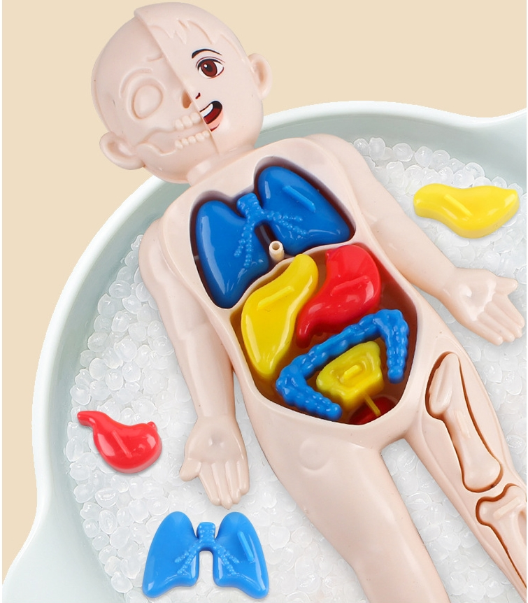 Human Organ Structure Model Science and Education Cognitive Toys for Kid