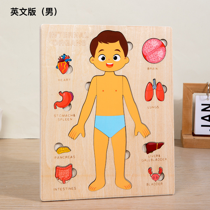 Children's Science Enlightenment Human Body Structure Puzzle Organ Anatomy Skeleton Cognition Early Education Body Organ Puzzle Toy