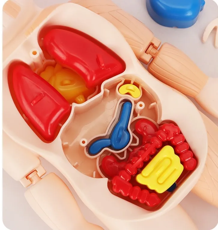 Human Organ Model Details 4