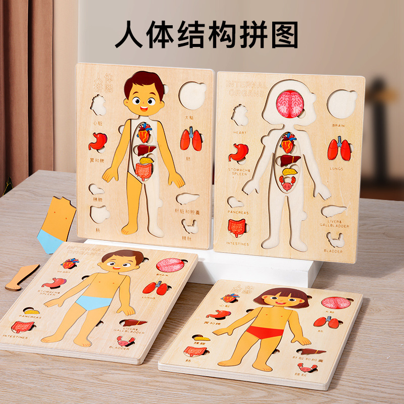 Children's Science Enlightenment Human Body Structure Puzzle Organ Anatomy Skeleton Cognition Early Education Body Organ Puzzle Toy