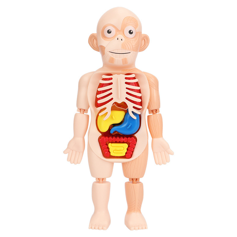 Non-Toxic PVC Science Education Human Organ Model Toys Detachable Parts Clear Structure Help Learn Anatomy for Kids Students School Home Use