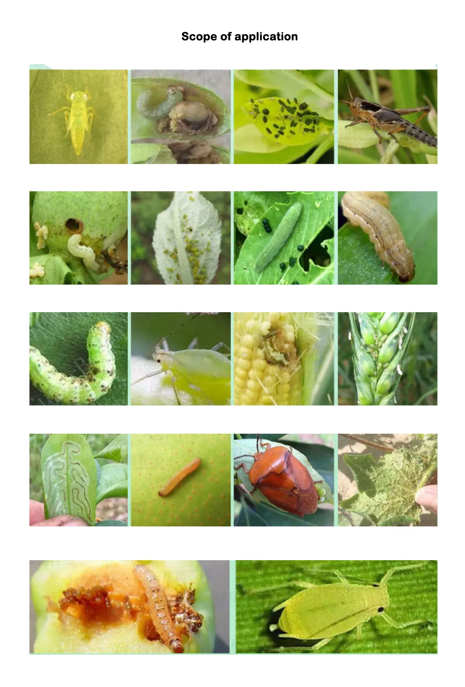 Cyhalodiamide Effect