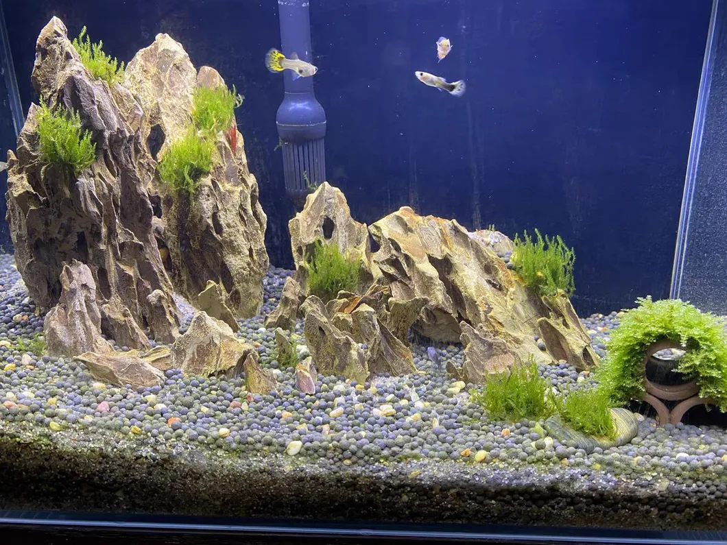 Dragon Stone Aquarium