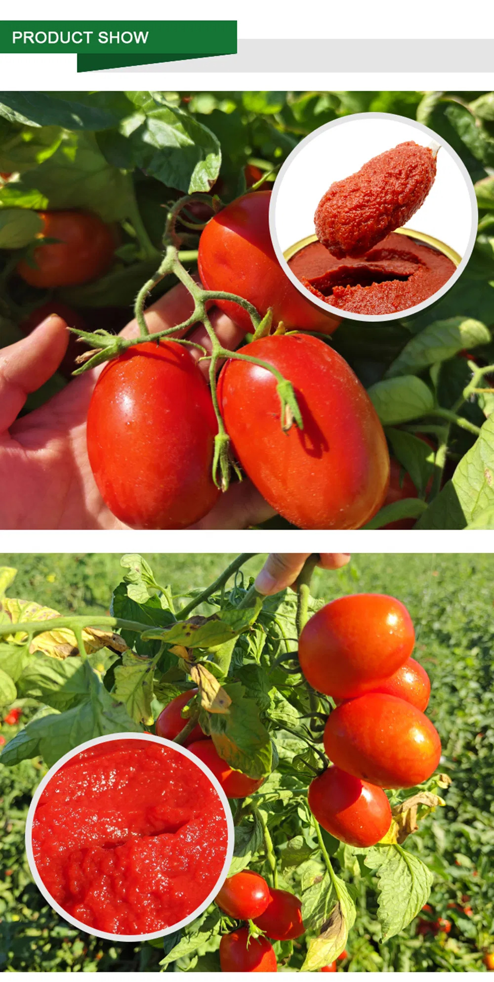 Tomato Paste Detail 6