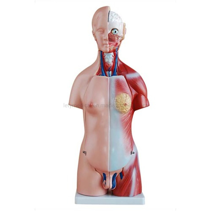 Male Torso Female Torso Unisex Torso Tri-Sex Torso for Medical University Teaching Model