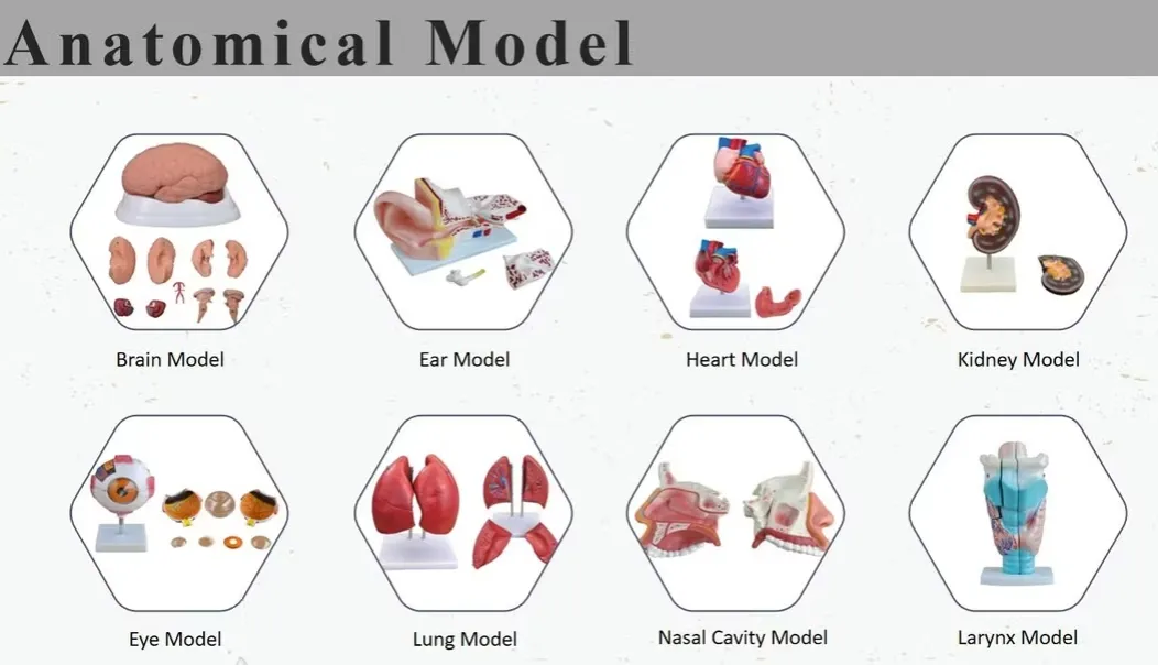 Dental Training Manikin 2
