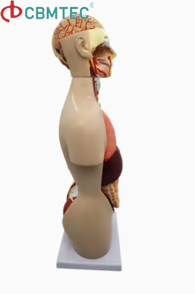 Torso Model Detail 4