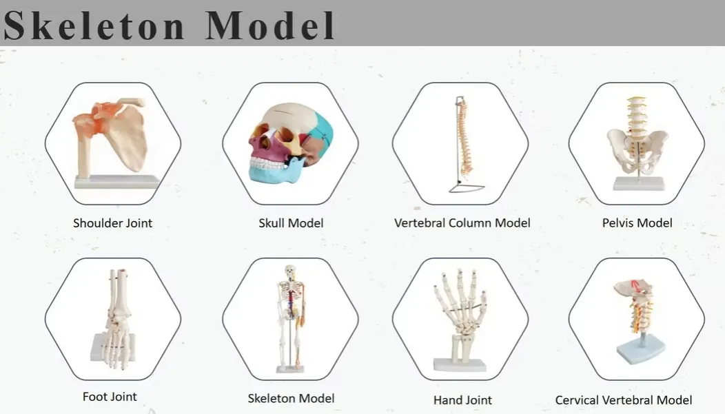 Anatomy Demonstration Model