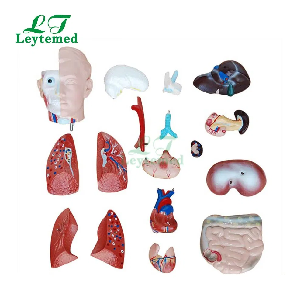 Ltm207 Medical Science Unbreakable Life-Size PVC 42cm Sexless Torso 18 Parts for Teaching