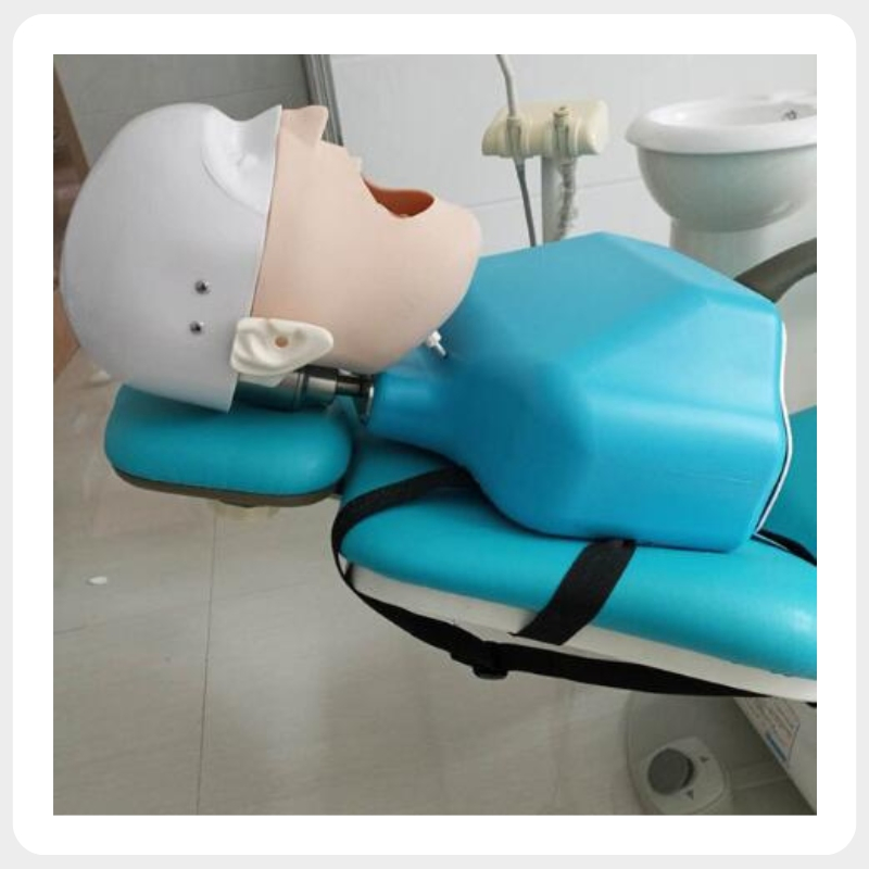Universal Dental Phantom Head Training Mannequin Compatible with Nissin Frasaco Kilgore