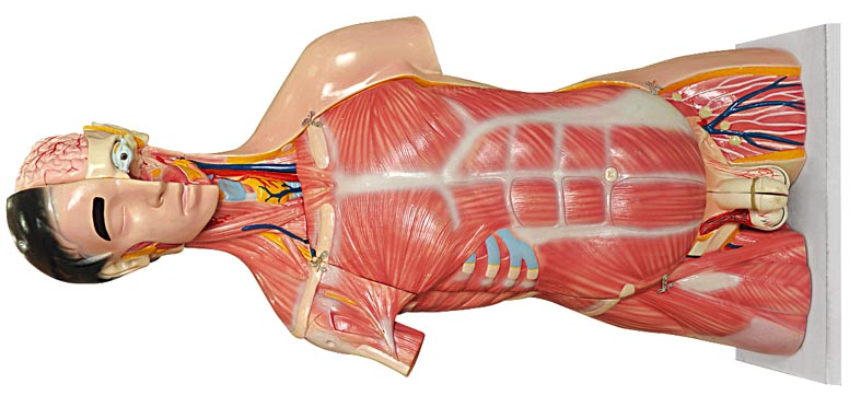Medical and Teaching Model-Human Torso