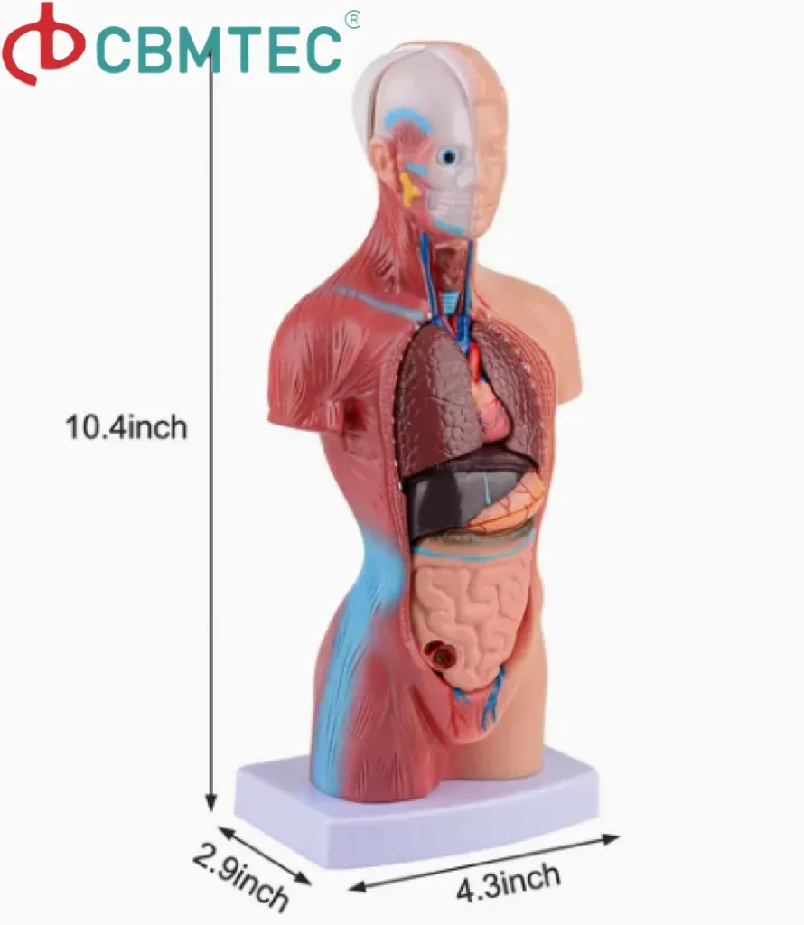 Torso Model Detail 1