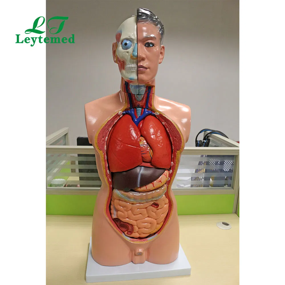 Anatomical Model View 1