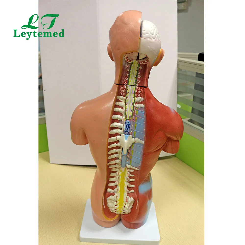 Ltm207 Medical Science Unbreakable Life-Size PVC 42cm Sexless Torso 18 Parts for Teaching