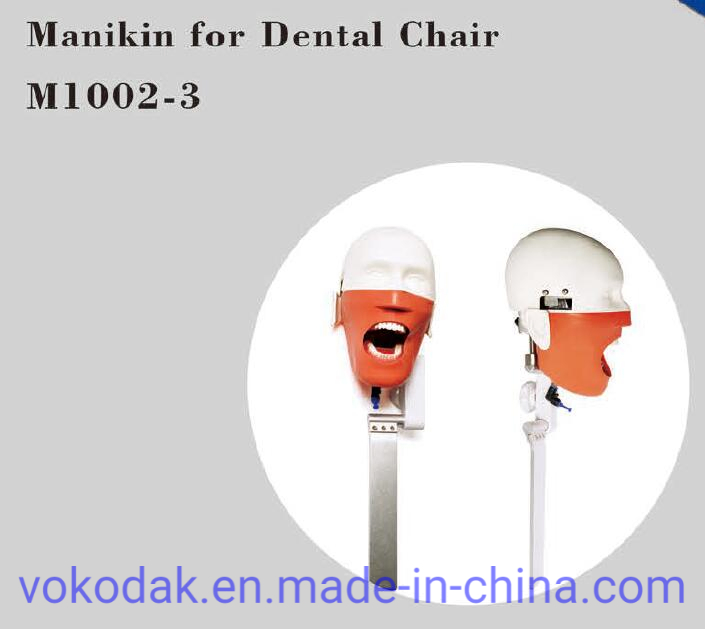 Dental Simulation Practice Phantom Head Torso for Dental School University Clinics Study and Training