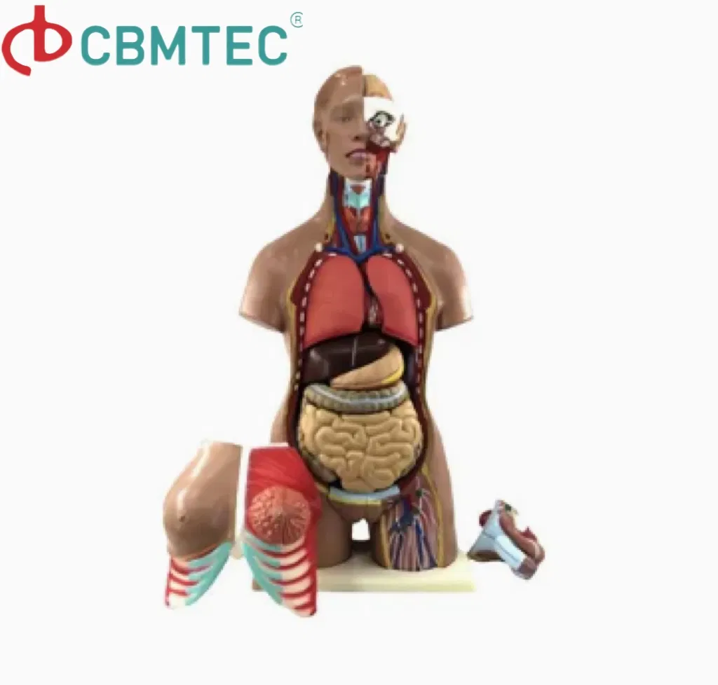 Teacher Supplies Phantom Head Torso Model for Dental Training Training Manikin