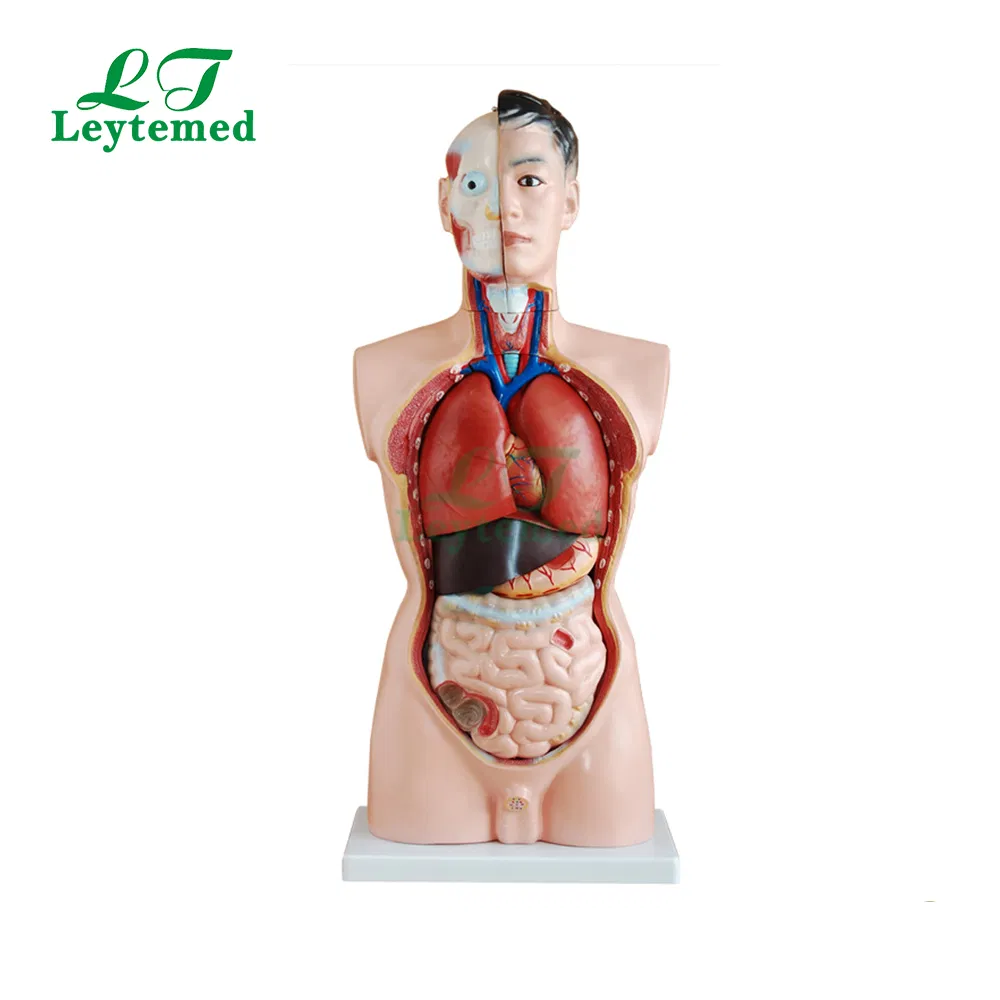 Ltm201 Anatomical Model 85cm Male Torso 19 Parts for Tranning
