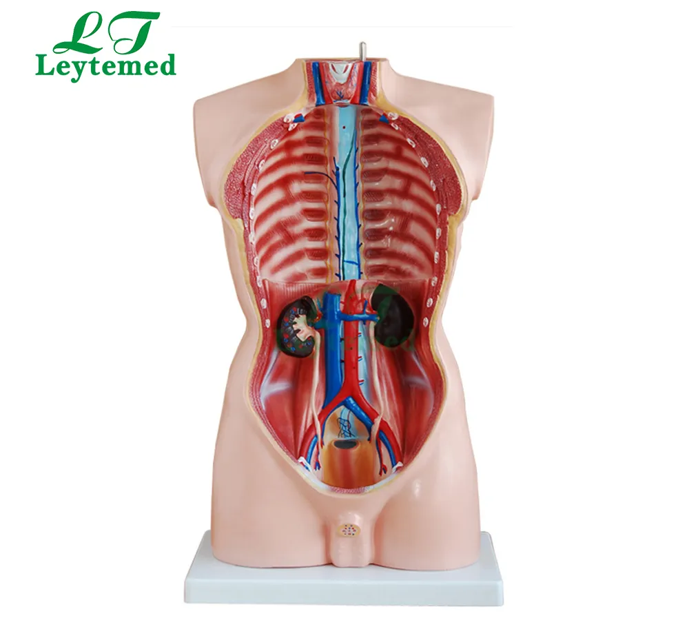 Anatomical Model Detail 2